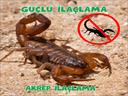 Profesyonel bir ekip eşliğinde Akrep İlaçlama satış ve montajını yapmaktayız.Fiyat almak için hemen arayın 0542 188 45 42