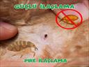 Profesyonel bir ekip eşliğinde Pire İlaçlama satış ve montajını yapmaktayız.Fiyat almak için hemen arayın 0542 188 45 42
