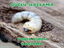 Profesyonel bir ekip eşliğinde Tahta Kurdu İlaçlama satış ve montajını yapmaktayız.Fiyat almak için hemen arayın 0542 188 45 42